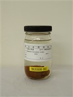 藏品(長戟大兜蟲)的圖片